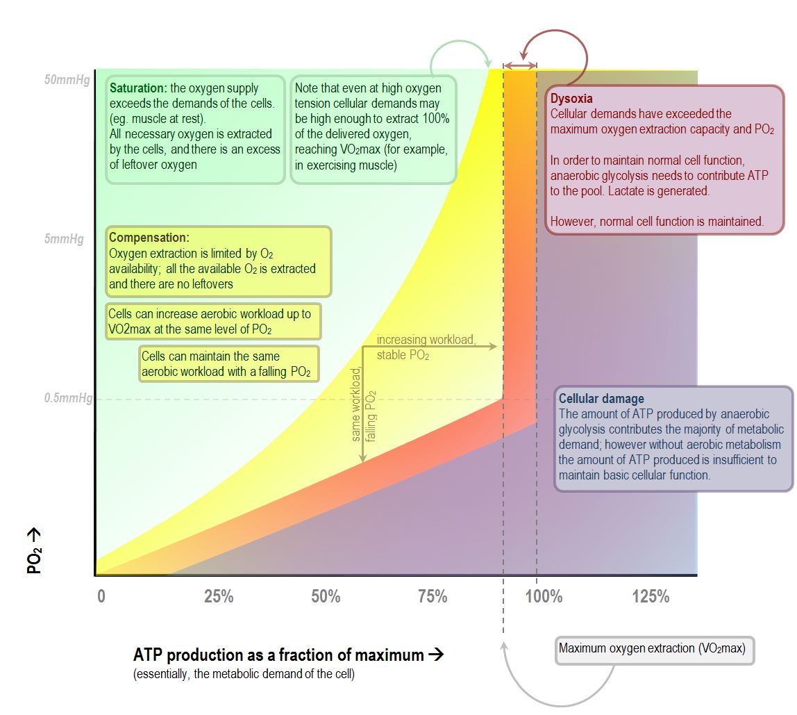 The relationship of venous oxygenation and cellular metabolism